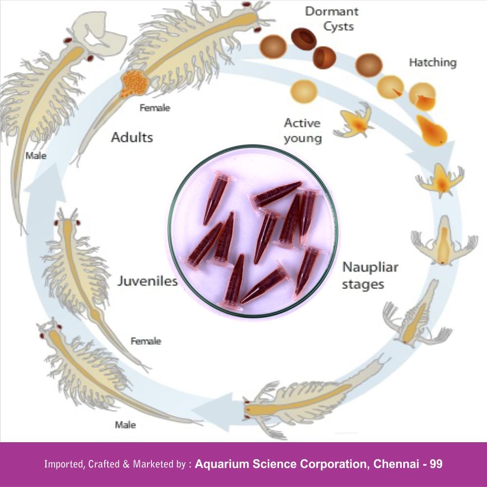 artemia 3