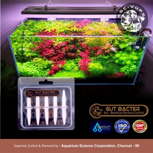 Gut Bacter | Gut Beneficial Bacteria Cocktail | Probiotic Nitrifying Starter (Nitrosomonas, Alcaligenes, L. rhamnosus, Aspergillus) for Aquarium Startup | Fish Gut Health