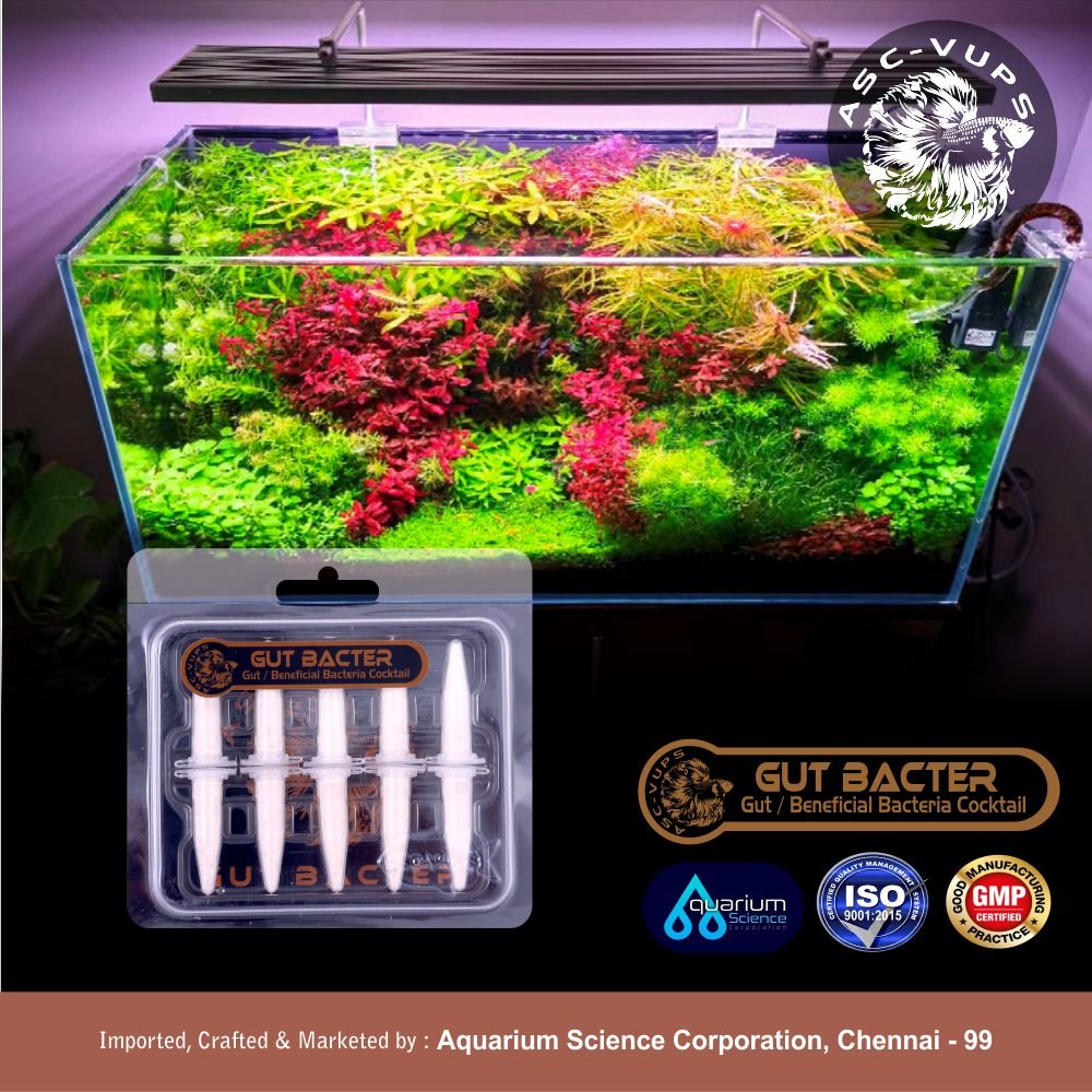 Gut Bacter | Gut Beneficial Bacteria Cocktail | Probiotic Nitrifying Starter (Nitrosomonas, Alcaligenes, L. rhamnosus, Aspergillus) for Aquarium Startup | Fish Gut Health