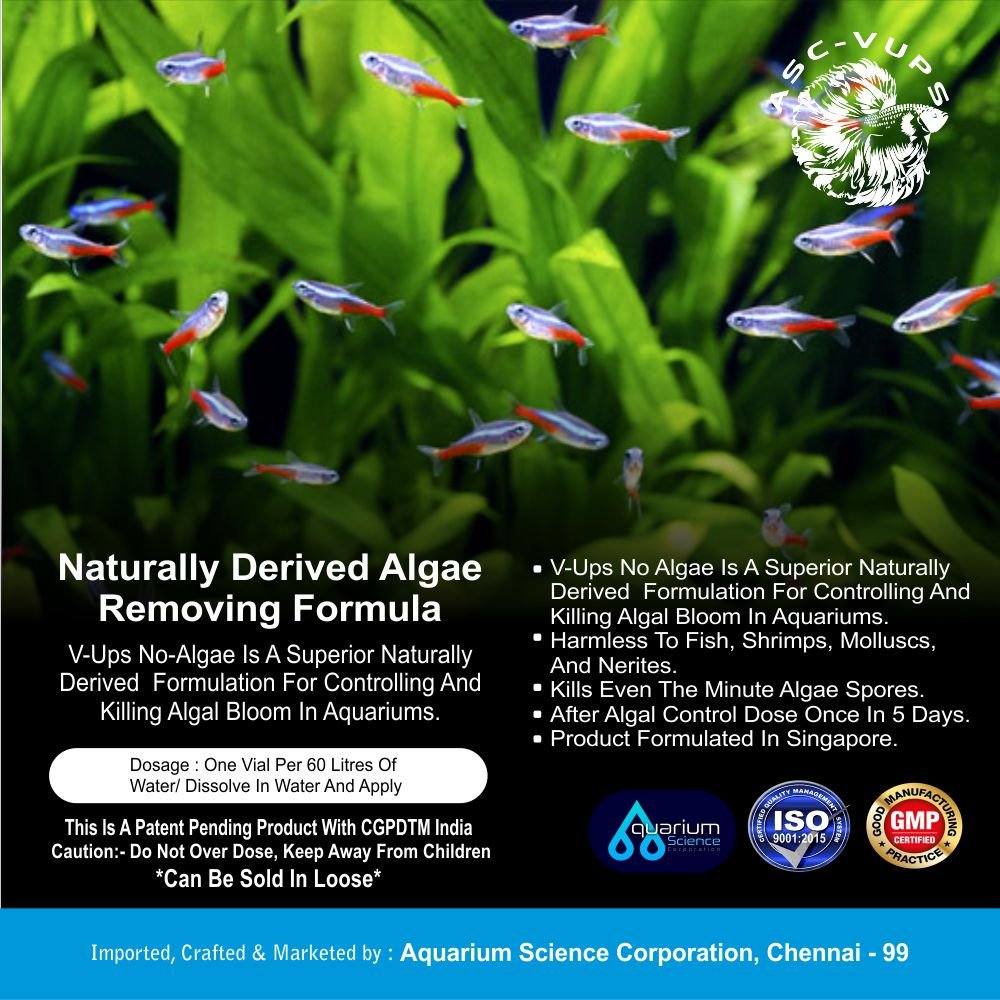 no algae 2 Algae Nil Aquarium Science CorporationV-UPS Algae-Nil Natural Algae Remover for Aquariums | Kills Green, Brown, Black, Beard, Filamentous & Cyano Algae | Safe for Fish, Shrimp, Snails