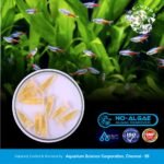 no algae 1