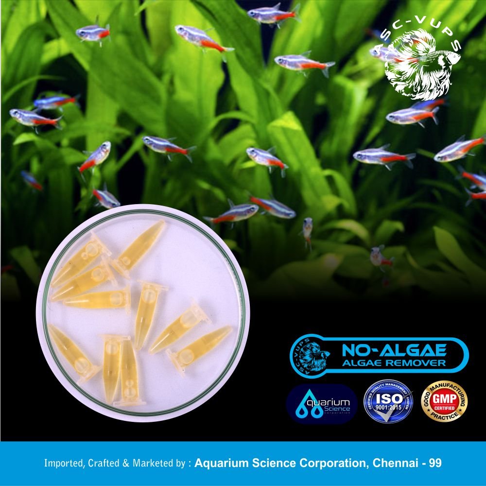 no algae 3