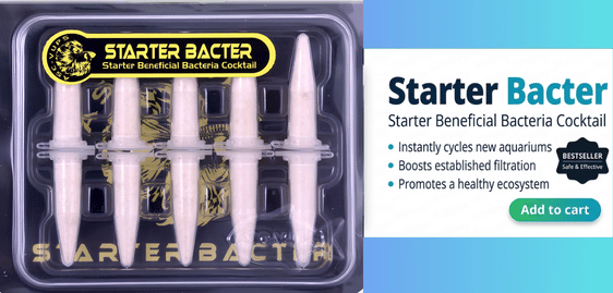 starter bacteria